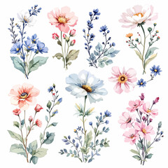 Beautiful watercolor floral set with hand-drawn summer wild field flowers, featuring clip art illustrations