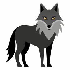 wolf on white background 