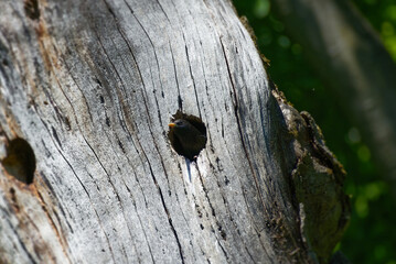 Common starling (Sturnus vulgaris) looking out of a tree stump in Zurich, Switzerland