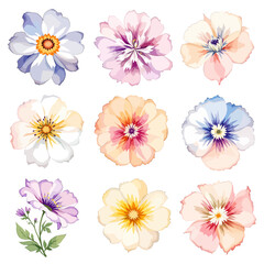 Fototapeta premium Beautiful floral set with watercolor hand drawn wild field flowers. Stock illustration. Clip art.