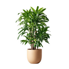 Fototapeta premium Dracaena marginata plant in a beige pot