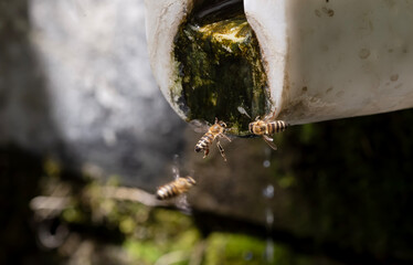 The wild bee (Apis mellifera) drinks water close-up