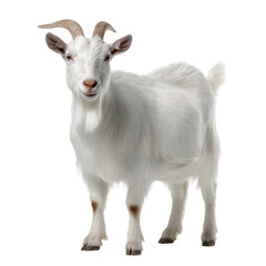 Fototapeta premium Saanen Goat Photo Stock Object PNG Transparent