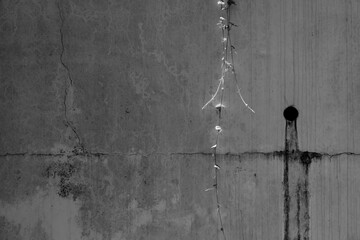 古いコンクリートの壁に這うツタ