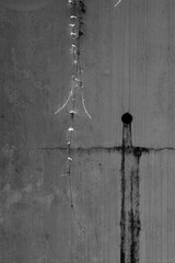 古いコンクリートの壁に這うツタ2