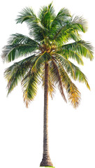 palm tree