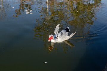 The female Muscovy duck (Cairina moschata) close-up