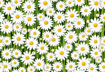 Field of white daisies blooming in lush green grass  