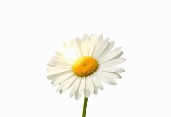 Fresh daisy flower with white petals and yellow center on white background  