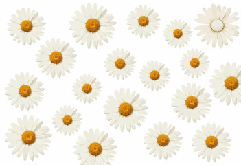 White daisies with yellow centers arranged on a plain background  
