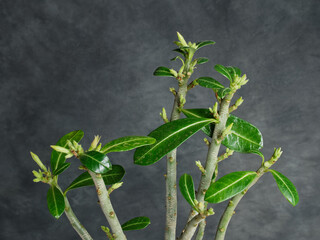 Adénium (Rose du désert ou Baobab chacal)  avec des bourgeons de fleurs