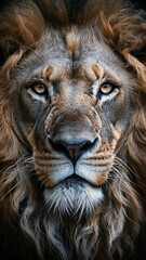4K Lion Face