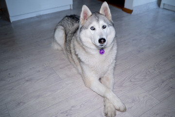 On the floor of a bright room lies a wolf-like husky with fawn coloring and multi-colored eyes. Paws neatly folded on top of each other. He looks at the camera, with an ID tag hanging on his neck.