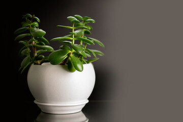 Crassula ovata flower in a ceramic pot on a jute napkin on a dark gray background, close-up.