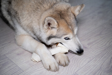 On the floor of a bright room lies a wolf-like husky with a fawn color and multi-colored eyes, gnawing on a large tendon bone with pleasure.