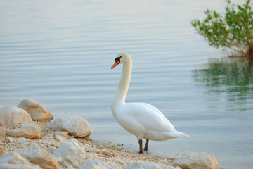 Fototapeta premium swan standing at edge of rocky bay highlighting sheen of its feathers