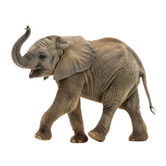 Obraz premium Small cute baby elephant on the move isolated on a transparent background