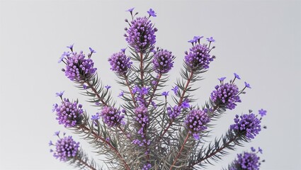 Photorealistic heather plant sprig with small violet flowers isolated on white background