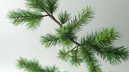 Obraz premium Photorealistic pine sapling with young branches and needles sharply isolated on white