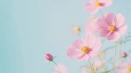 Beautiful pink flowers swaying gently in a sunny garden against a blue sky