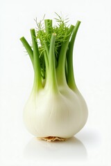 Fresh Fennel Bulb with Vibrant Green Stalks Isolated on White Background Close Up Studio Shot
