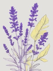 illustration of lavender flowers with pale yellow leaves on light beige background