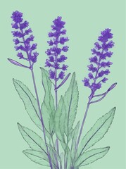 Naklejka premium violet lavender flowers on pale green background