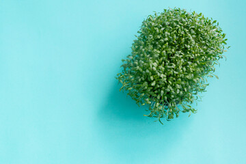 microgreens on blue background  top view