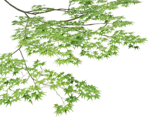 イロハモミジの前景　6月撮影