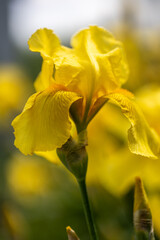 Yellow irises in the summer garden