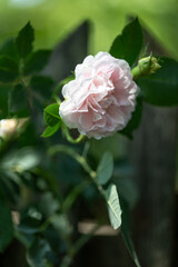 Pink rose blooming on a bush