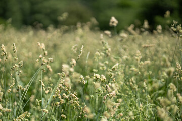 Green grass in the summer field