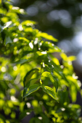 Green leaves on a bush