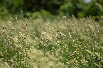 Green grass in the summer field