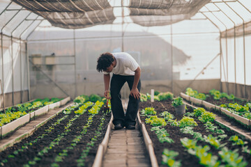 Young black man learning about farming, farming, and cultivation in a greenhouse.