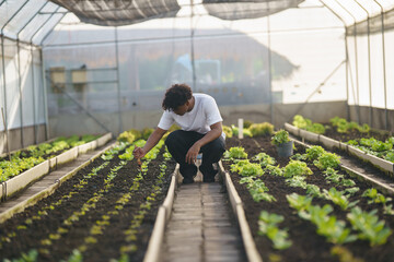 Young black man learning about farming, farming, and cultivation in a greenhouse.