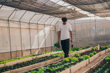 Young black man learning about farming, farming, and cultivation in a greenhouse.