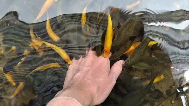 Fish therapy in the pond can remove dead skin cells