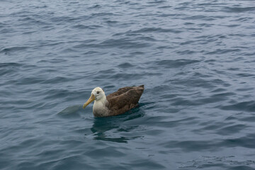 Galapagos Albatros schwimmend
