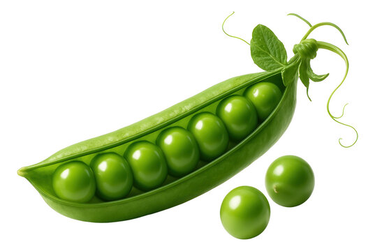 Fresh green pea pod with eight glossy peas and tendrils on transparent background.