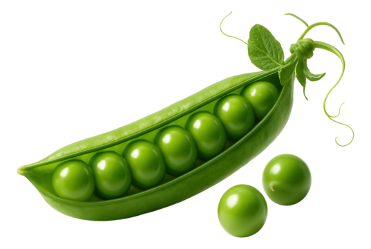 Fresh green pea pod with eight glossy peas and tendrils on transparent background.