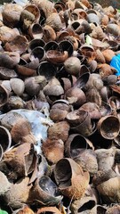 Pile of Discarded Coconut Shells in a Garden