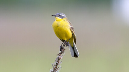 great tit parus major