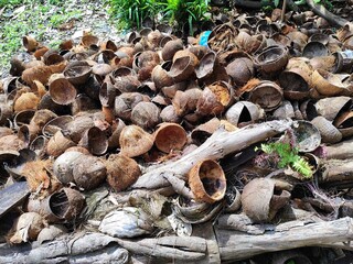 Pile of Discarded Coconut Shells in a Garden