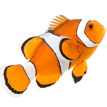 Bright orange clownfish swimming in the ocean isolated on a transparent background
