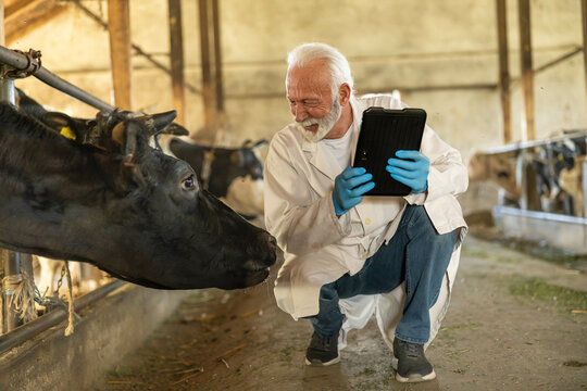 A veterinarian uses a tablet to check on the health of cows in a barn, blending technology and animal care practices effectively.