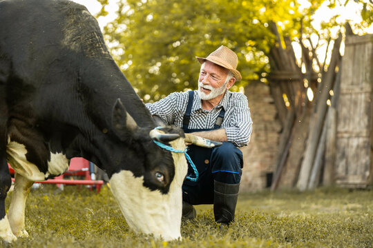 A joyful elderly farmer interacts with his cow in a serene pasture setting, showcasing a bond between humans and animals.
