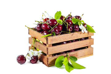 Ripe juicy cherries with flowers and leaves in a wooden box.