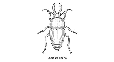 Detailed Line Drawing of a Labidura riparia Beetle