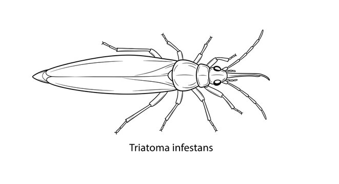 Detailed Line Art of Triatoma Infestans, the Kissing Bug, on White Background